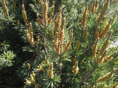 Pinus culminicola