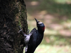 Melanerpes formicivorus flavigula