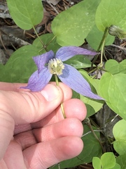 Clematis occidentalis grosseserrata