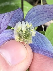 Clematis occidentalis grosseserrata