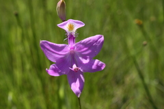 Calopogon tuberosus tuberosus