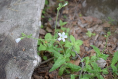 Cerastium pauciflorum
