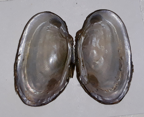 Thick-shelled Mussel
