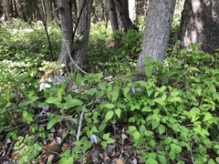 Clematis occidentalis grosseserrata
