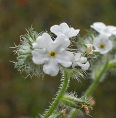 Cryptantha clevelandii