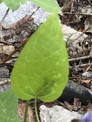 Clematis occidentalis grosseserrata