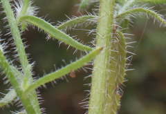 Cryptantha clevelandii