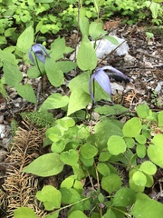 Clematis occidentalis grosseserrata