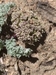 Cymopterus aboriginum