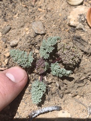 Cymopterus aboriginum