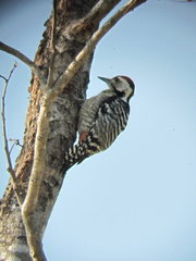 Dendrocopos analis
