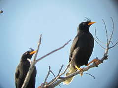 Acridotheres grandis