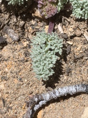 Cymopterus aboriginum