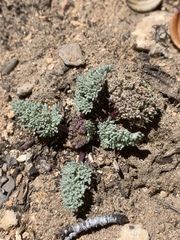 Cymopterus aboriginum