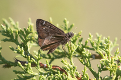 Erynnis meridianus