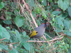 Trochalopteron melanostigma