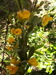 Chamaecrista conferta