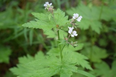 Geranium krylovii