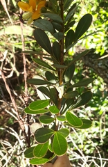 Chamaecrista conferta