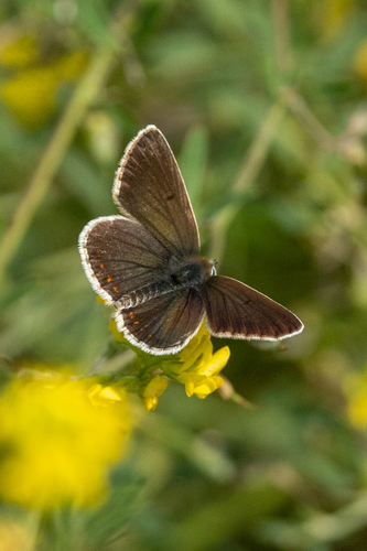 Northern Brown Argus