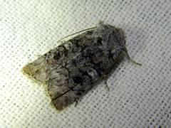 Litholomia napaea