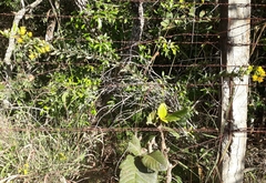 Chamaecrista conferta