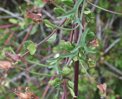 Calystegia macrostegia tenuifolia