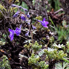 Delphinium menziesii