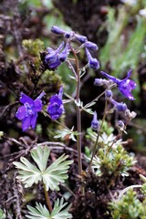 Delphinium menziesii
