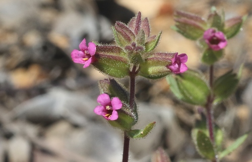 Desert Monkeyflower*