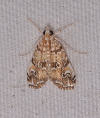 Elophila gyralis image