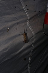 Nemotaulius hostilis