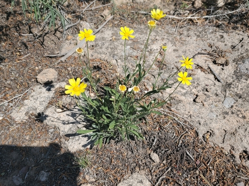 Image of Tetraneuris argentea by no rights reserved