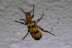 Pyrota fasciata