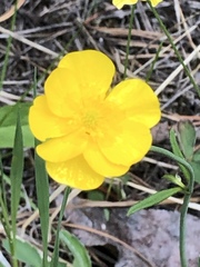 Ranunculus acris acris