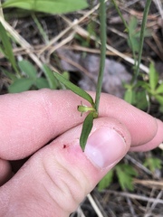 Ranunculus acris acris