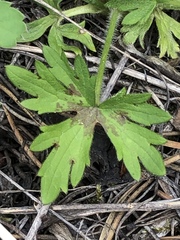 Ranunculus acris acris
