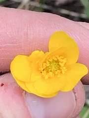 Ranunculus acris acris