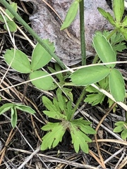 Ranunculus acris acris