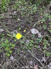Ranunculus acris acris