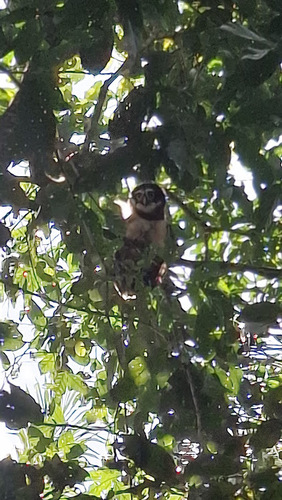 Spectacled Owl