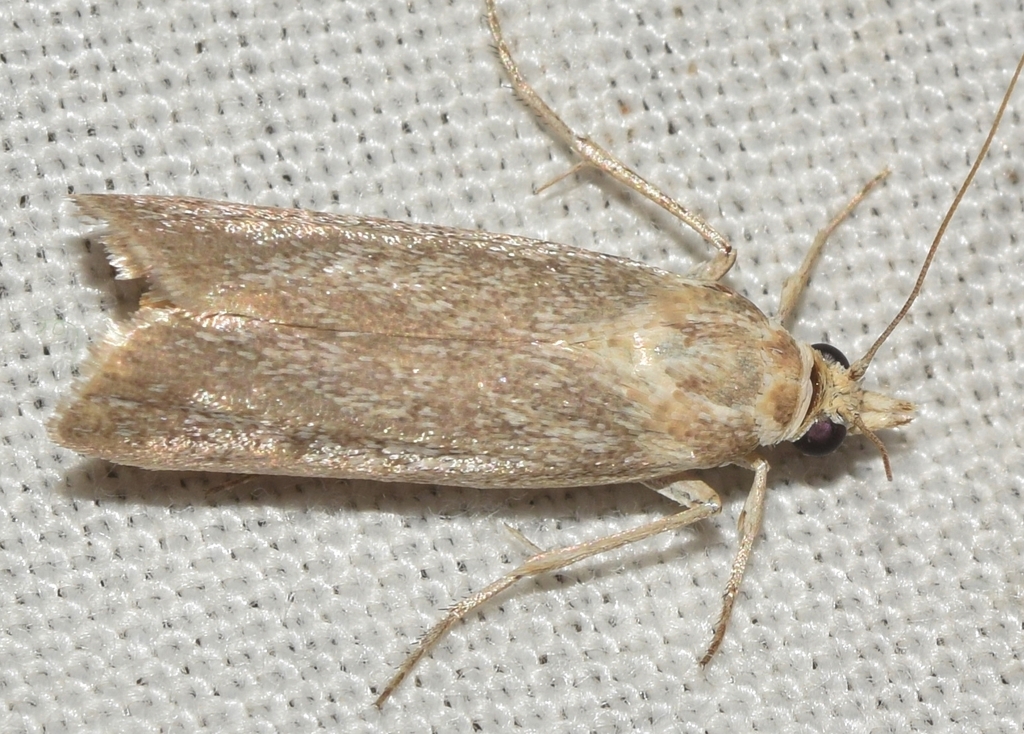 Pseudoinsalebria