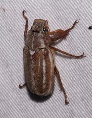 Polyphylla occidentalis