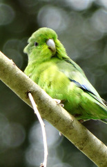 Forpus xanthopterygius