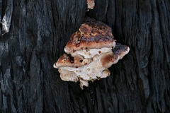 Postia pelliculosa