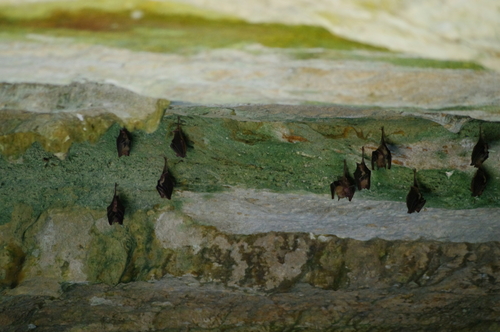 Erophylla sezekorni