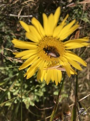 Brachysomida californica
