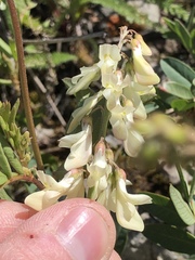 Hedysarum sulphurescens
