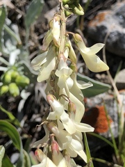 Hedysarum sulphurescens