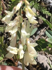 Hedysarum sulphurescens